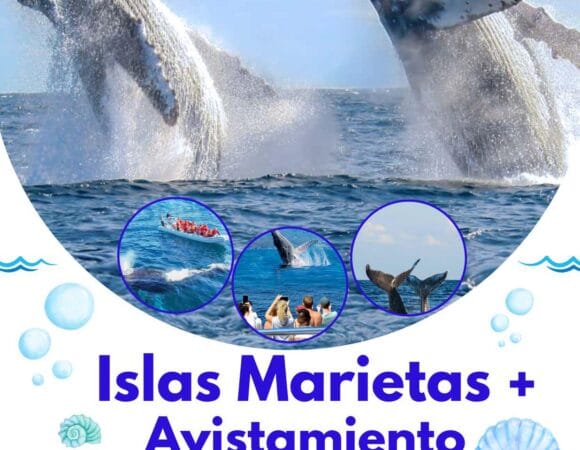 🐋🌴 𝗜𝗦𝗟𝗔𝗦 𝗠𝗔𝗥𝗜𝗘𝗧𝗔𝗦 + 𝗔𝗩𝗜𝗦𝗧𝗔𝗠𝗜𝗘𝗡𝗧𝗢 𝗗𝗘 𝗕𝗔𝗟𝗟𝗘𝗡𝗔𝗦 𝟮𝟬𝟮𝟲 🇲🇽 ⭐⭐⭐⭐⭐⭐